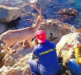 Πυροσβέστες έσωσαν ελάφι: Είχε εγκλωβιστεί σε βραχώδη παραλία της Καλαμάτας - Κυρίως Φωτογραφία - Gallery - Video