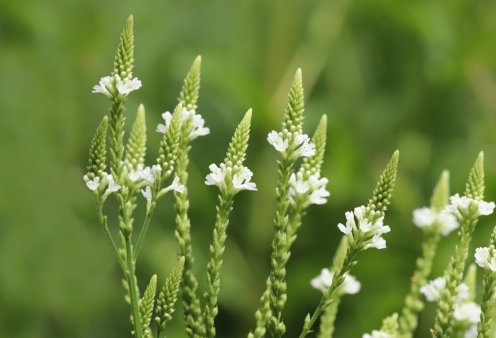 Οι 8 λόγοι για να καταναλώνετε Λουίζα – Το φυτό θαύμα με τα αμέτρητα πλεονεκτήματα (βίντεο)